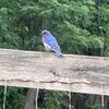 feathersilk